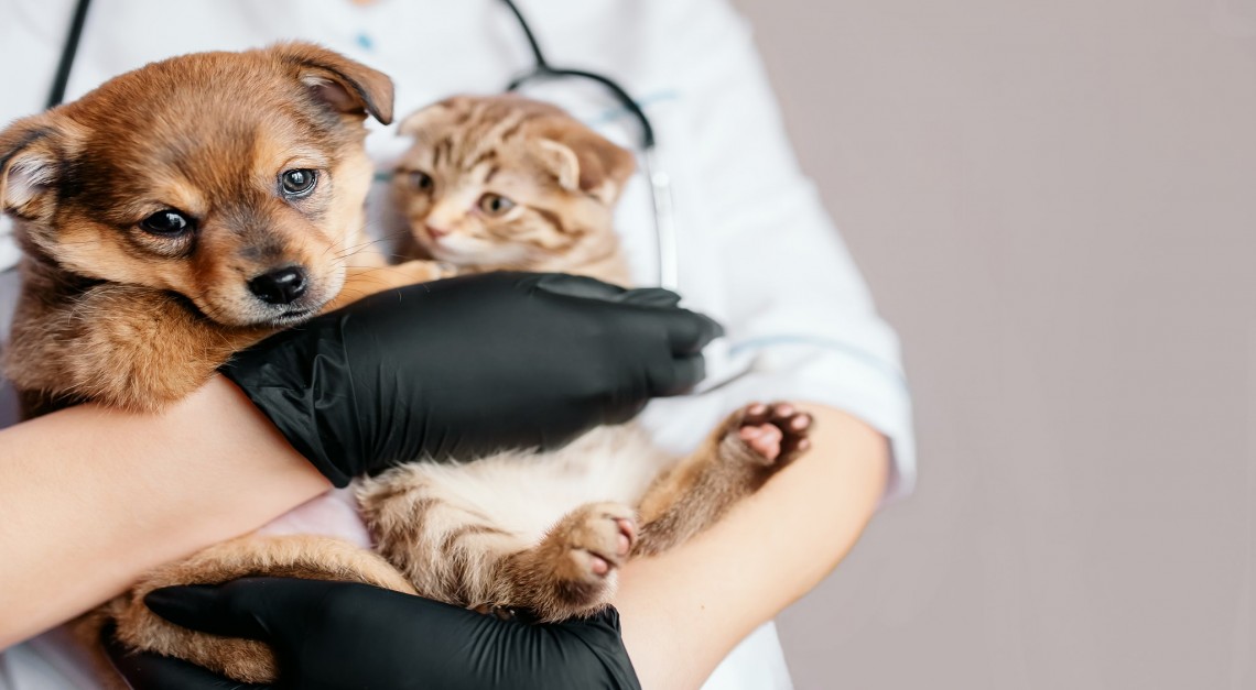 Campanha de vacinação de cães e gatos decorre a 1 de setembro na Vila de Prado